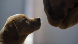 2015 Super Bowl Budweiser ad has puppy in peril