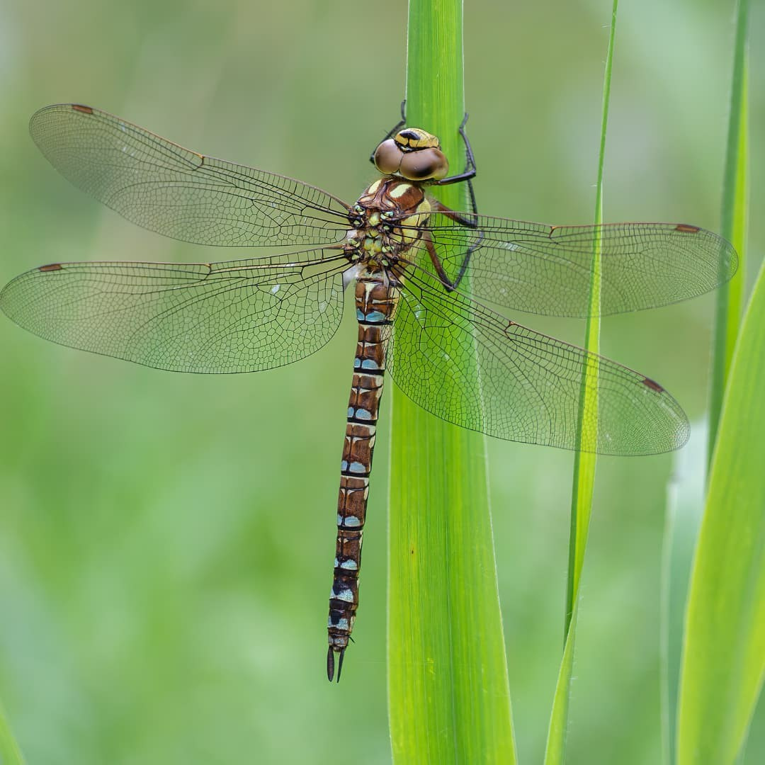 5 Facts about Dragonflies you should know