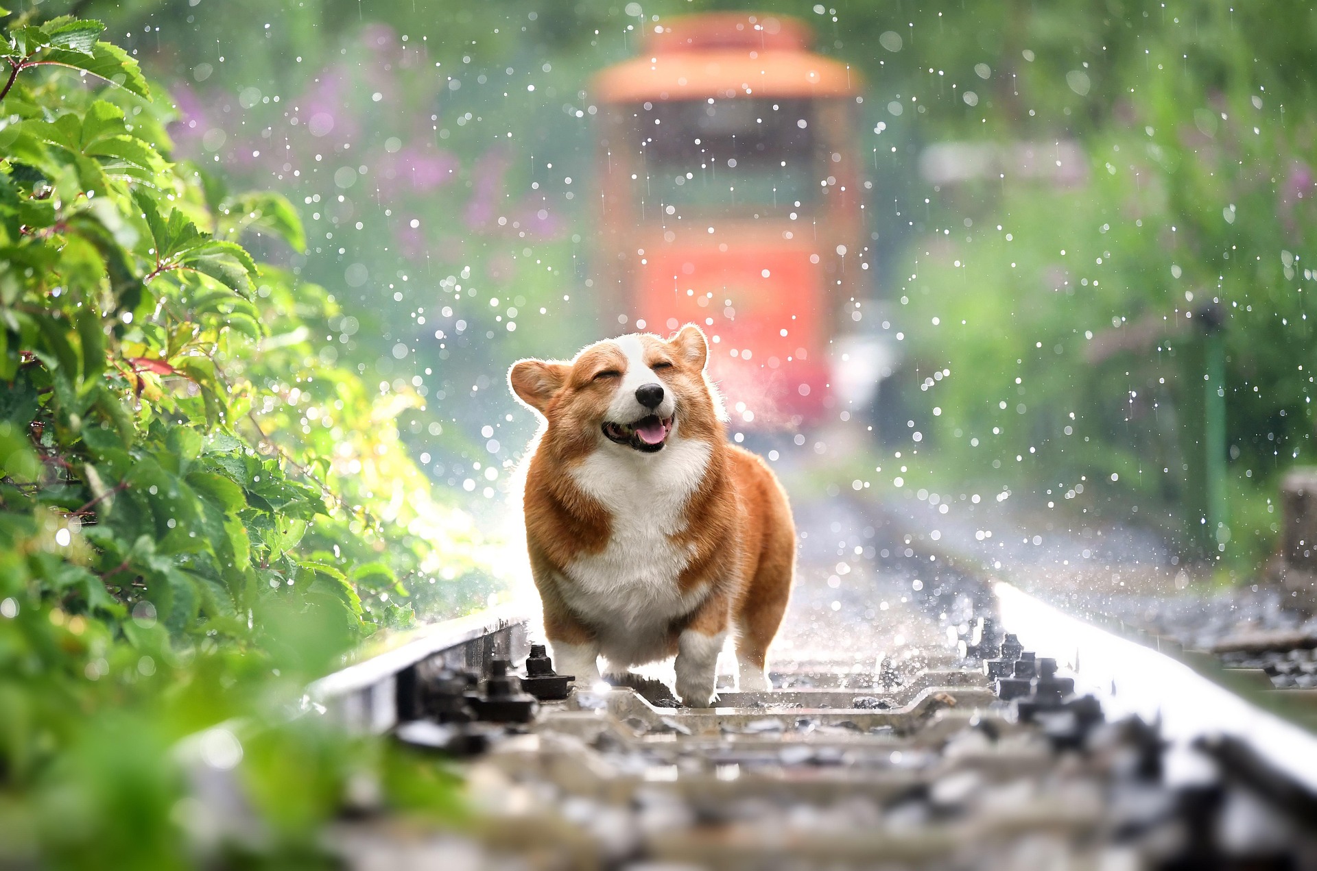 Famous Dog Breeds