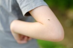 Why Are Mosquitoes So Bad in Sugar Hill, GA?